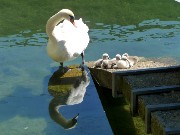 478  swan family.JPG